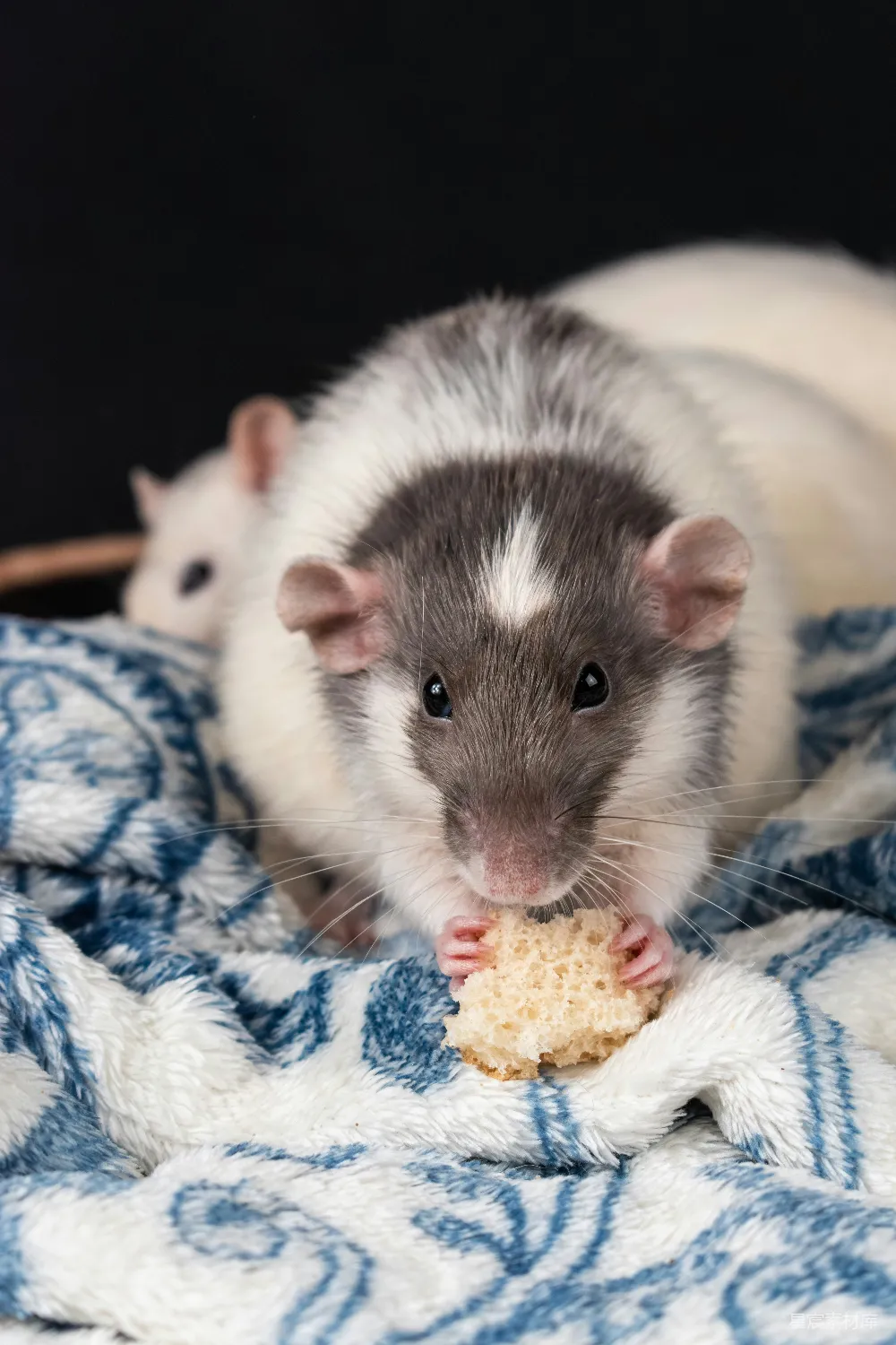 高清摄影 小鼠 美食 可爱 宠物 温馨 萌宠小鼠享受美食时光