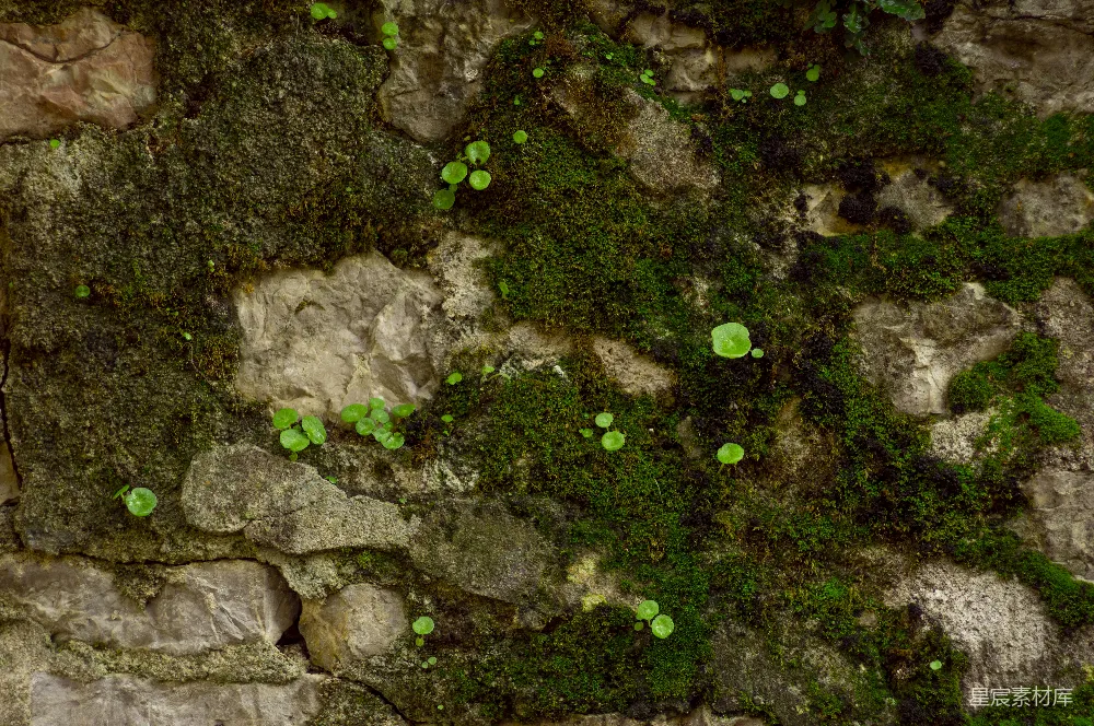 高清摄影 青苔 石墙 自然 纹理 背景 青苔与石墙