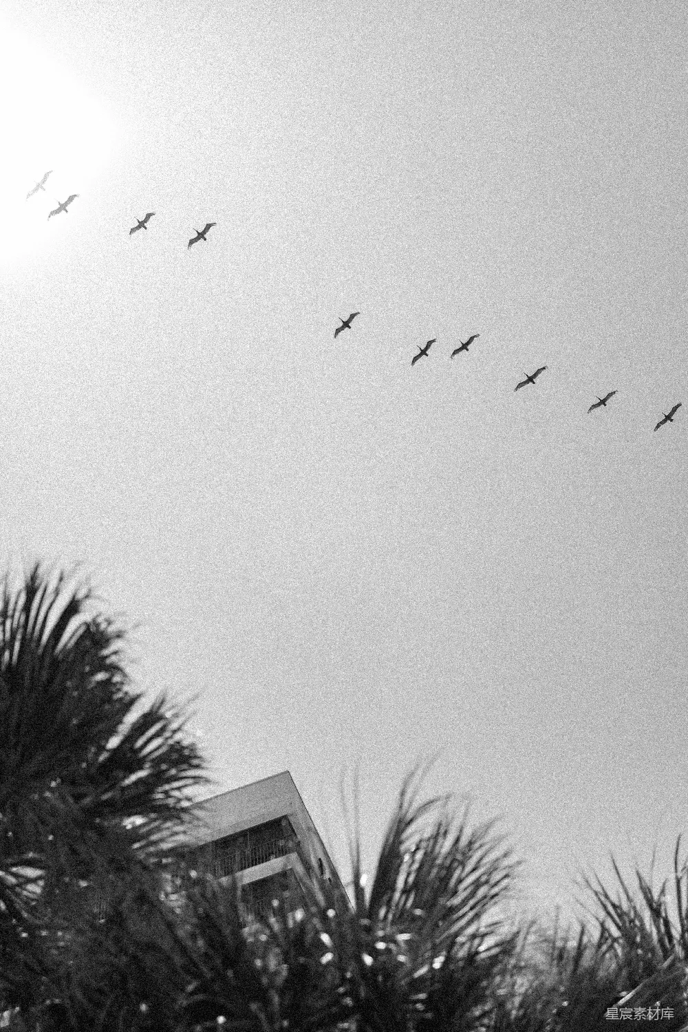 高清摄影 黑白摄影 自然风光 鸟类 棕榈树 城市与自然 天空中的鸟群与棕榈树