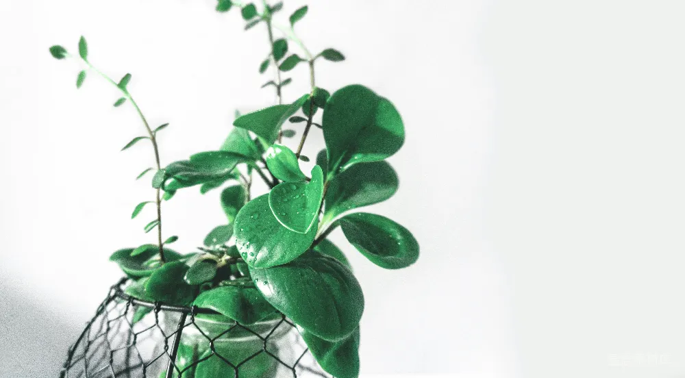 高清摄影 绿植 自然 清新 室内装饰 植物 清新绿植