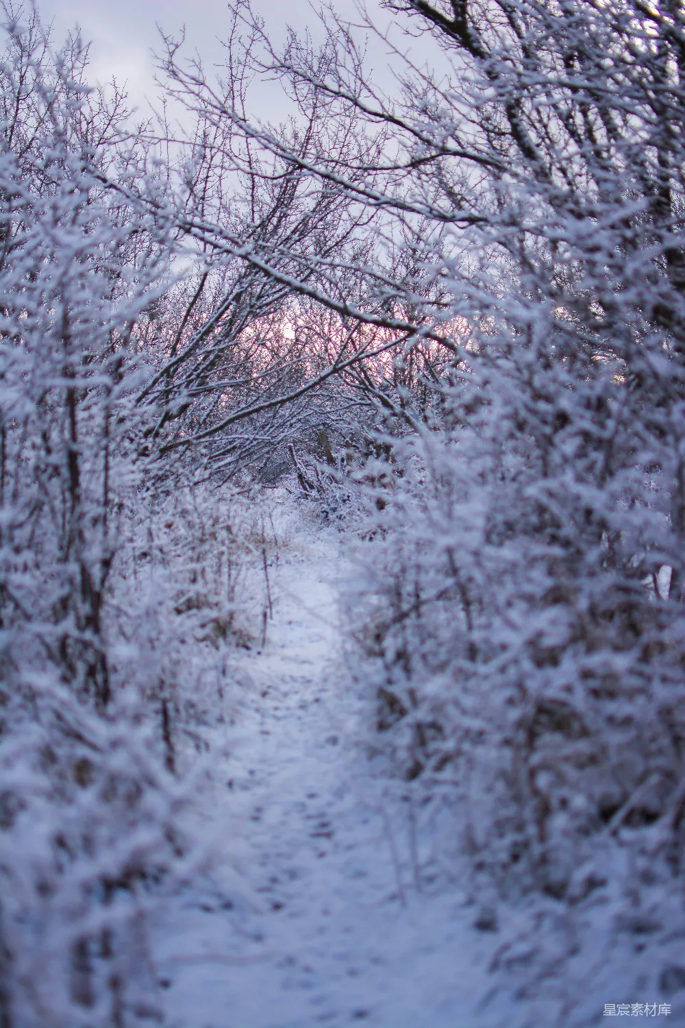 高清摄影 冬天 雪景 森林 自然 宁静 冬日林间小径