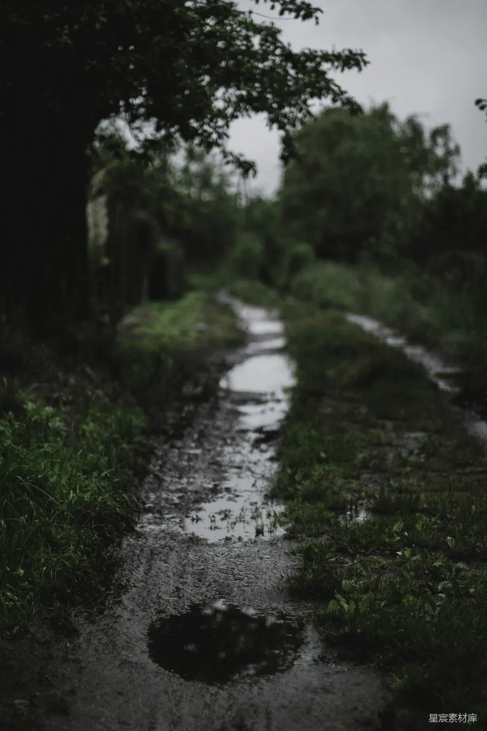 高清摄影 泥泞 小径 雨后 自然 宁静 雨后泥泞的小径