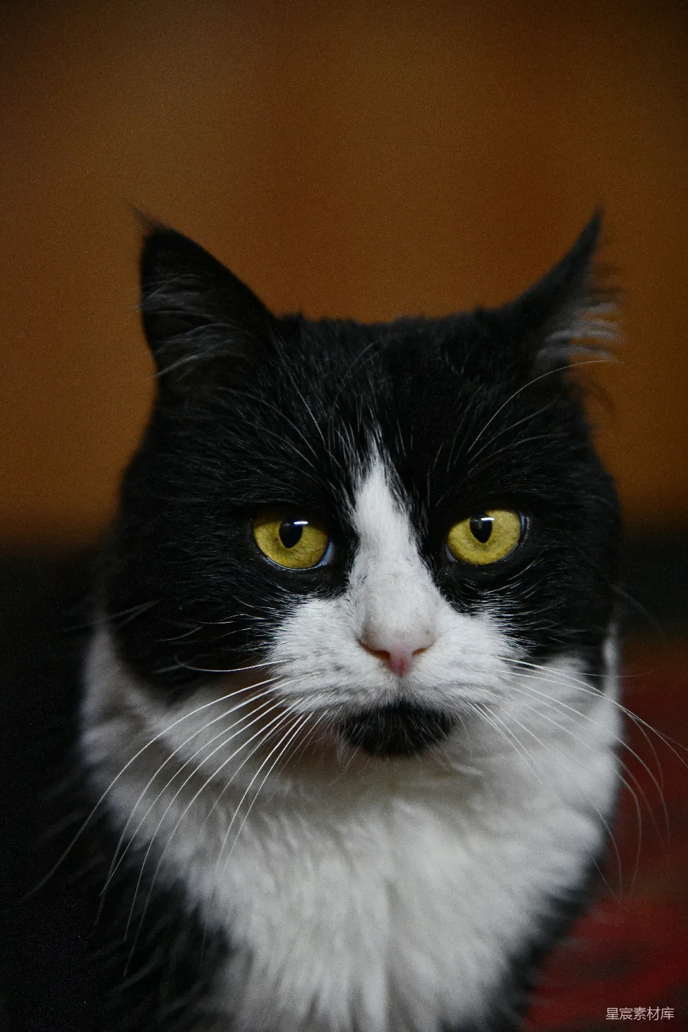 高清摄影 猫 黑白猫 黄色眼睛 宠物 特写 黑白相间的猫