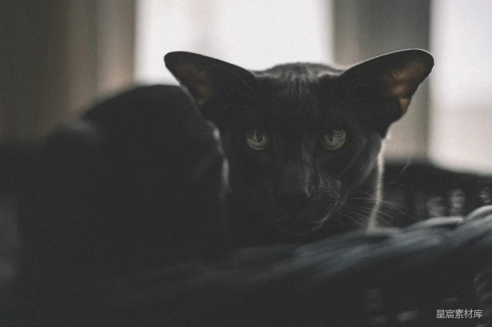 高清摄影 黑猫 室内 宁静 宠物 自然 神秘的黑猫