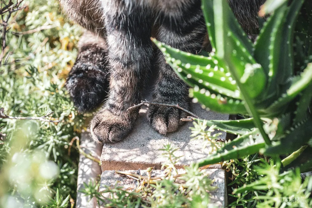高清摄影 猫爪 多肉植物 自然 宠物 植物 猫爪与多肉植物的亲密接触