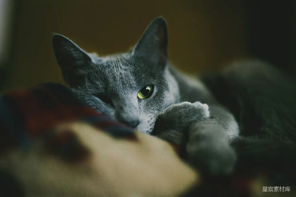 高清摄影 猫咪 动物 特写 可爱 家庭 猫咪的凝视