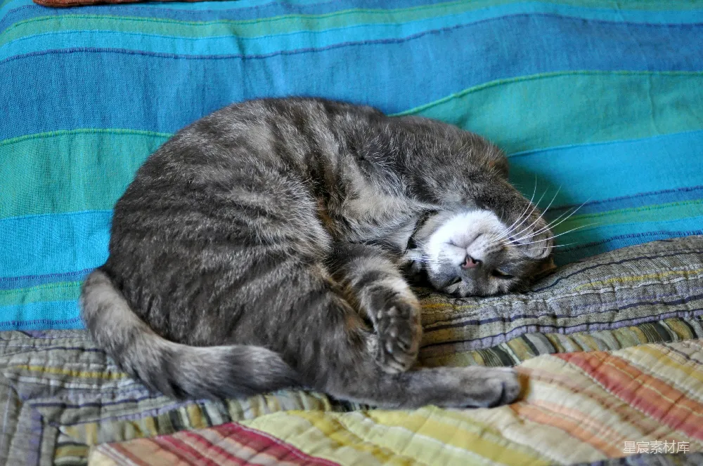 高清摄影 猫咪 休息 家居 可爱 舒适 慵懒的小猫