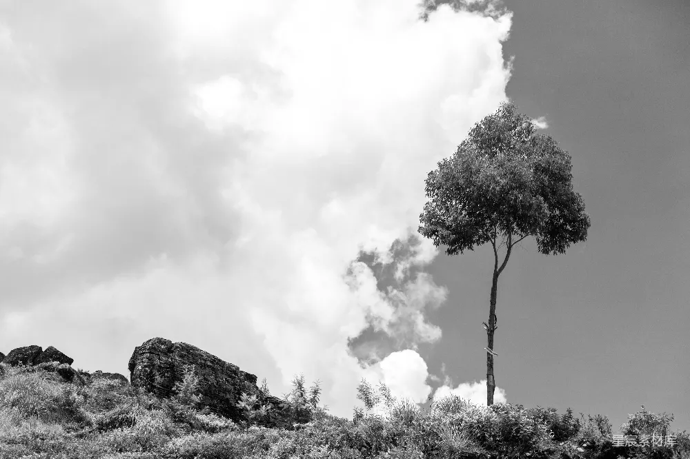 高清摄影 黑白摄影 自然 孤独 风景 单体树 孤独的树