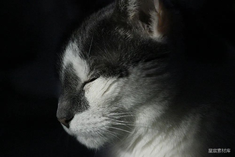 高清摄影 猫 睡眠 黑白 宁静 宠物 静谧的午睡猫