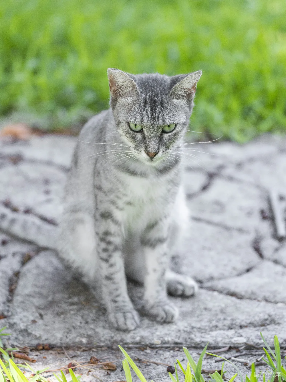 高清摄影 猫 户外 动物 自然 宠物 绿眼灰猫