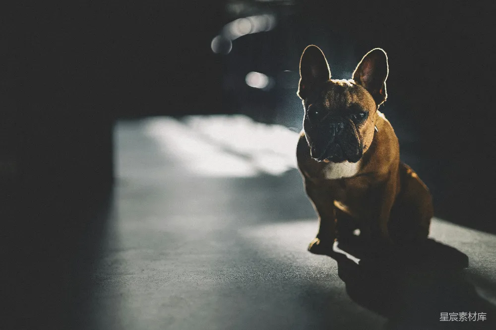高清摄影 狗 光影 斗牛犬 宠物 生活 光影中的斗牛犬