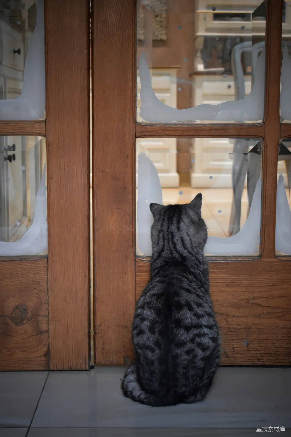 高清摄影 猫 门后 窥视 静谧 宠物 猫在门后窥视