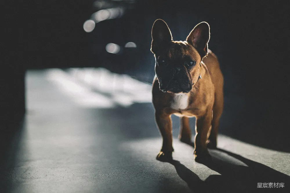 高清摄影 狗 斗牛犬 光影效果 宠物摄影 户外 阳光下的斗牛犬