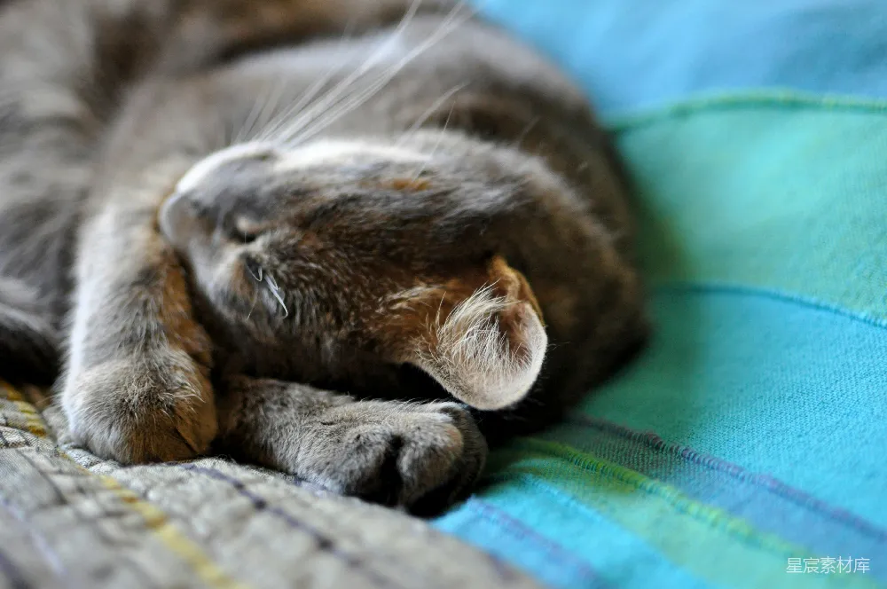 高清摄影 猫咪 打盹 宁静 宠物 生活 猫咪打盹的宁静时刻