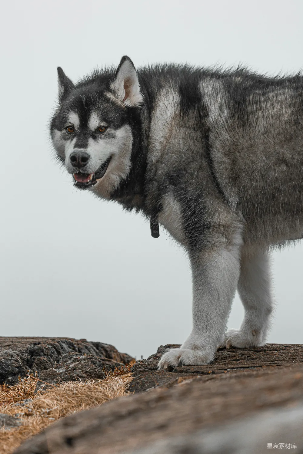 高清摄影 雪橇犬 自然 户外 动物 野生动物 雪橇犬在岩石上的侧影