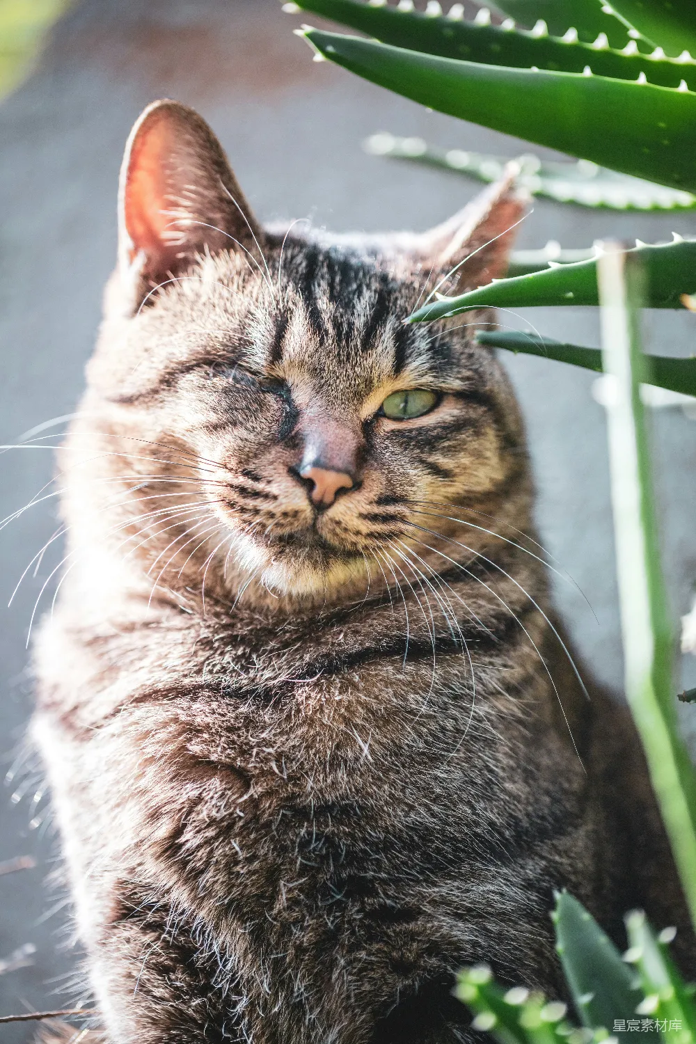 高清摄影 猫咪 植物 自然 宁静 宠物 慵懒的猫咪与芦荟