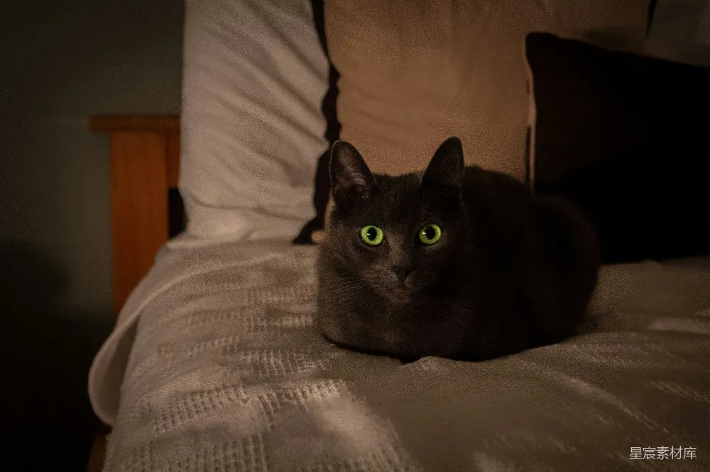 高清摄影 猫咪 夜晚 卧室 神秘 宁静 夜晚的黑猫：神秘与宁静