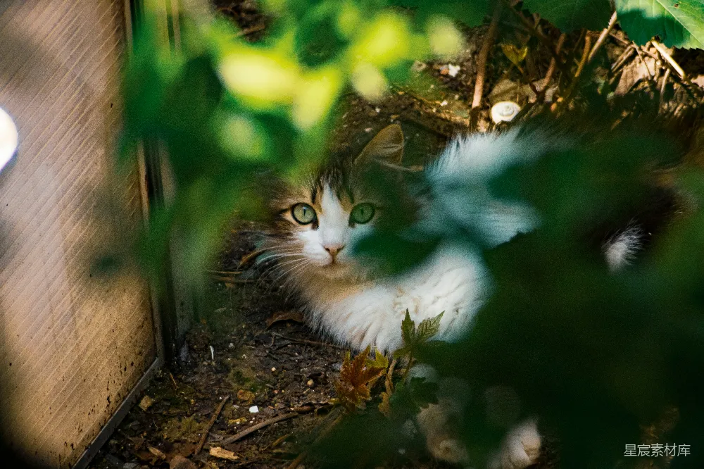高清摄影 猫咪 自然 户外 静谧 宠物 藏在绿叶中的猫咪