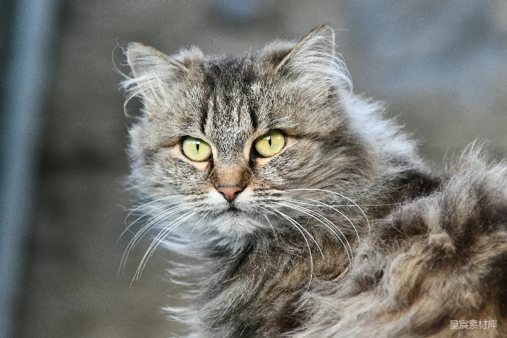 高清摄影 猫 长毛猫 宠物 可爱 动物 迷人的长毛猫