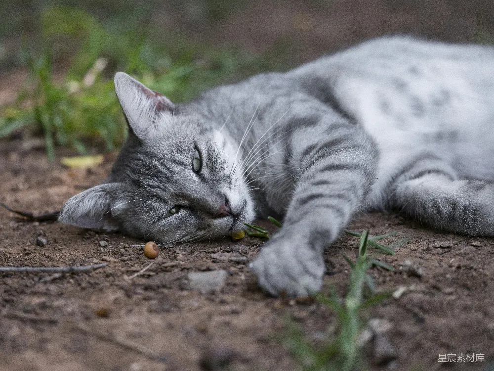 高清摄影 猫咪 户外 自然 宁静 宠物 慵懒的猫咪