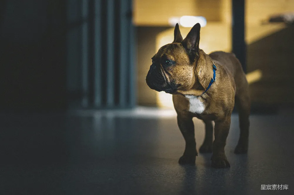高清摄影 法国斗牛犬 宠物 阳光 室内 可爱 阳光下的法国斗牛犬