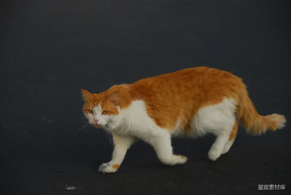 高清摄影 猫 动物 街头 自然 日常 行走中的橙白猫