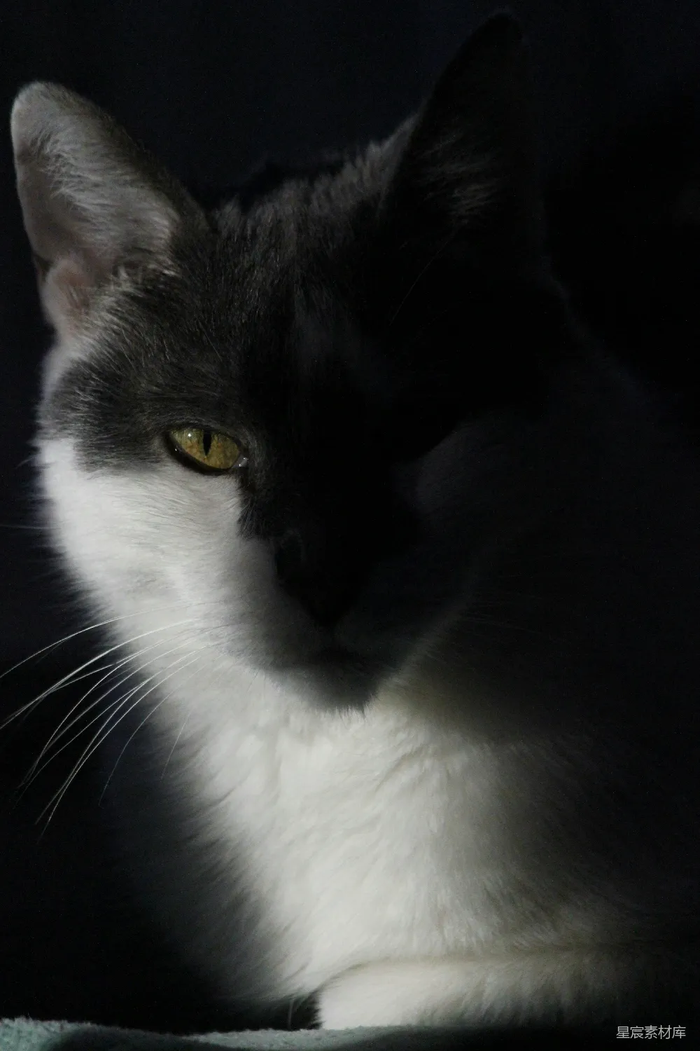 高清摄影 猫咪 肖像 黑白 动物 宠物 黑白色的猫咪肖像