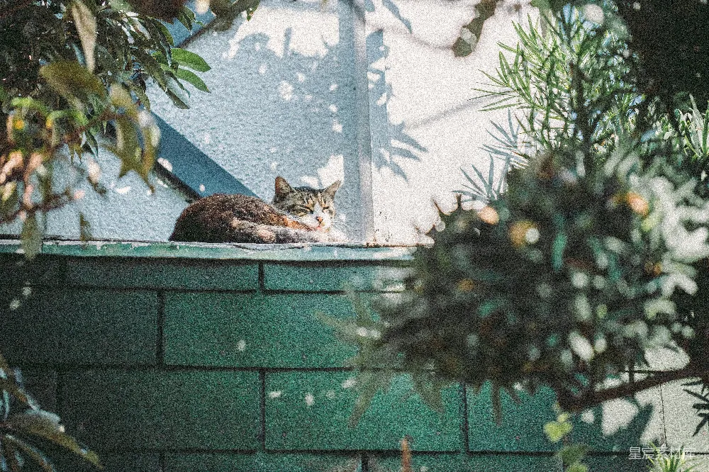 高清摄影 猫咪 午睡 阳光 静谧 自然 阳光下的午睡猫