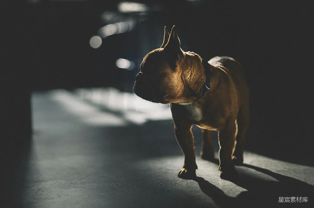 高清摄影 斗牛犬 光影效果 宠物摄影 室内场景 情感表达 光影中的斗牛犬