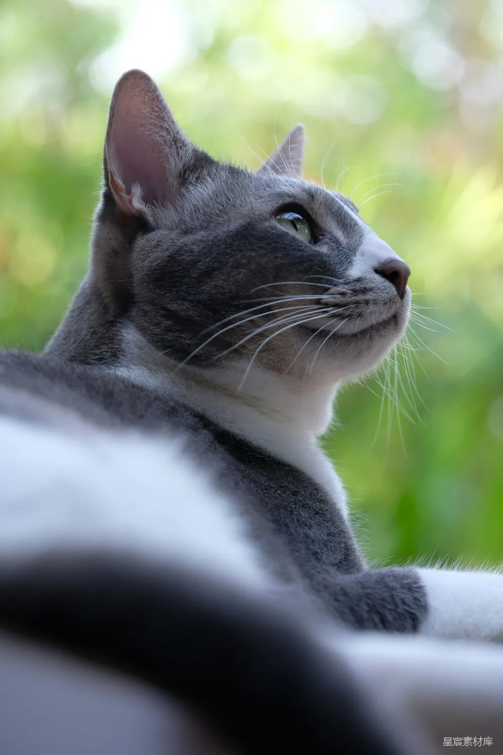 高清摄影 猫咪 户外 自然 眼神 宁静 凝视自然的猫