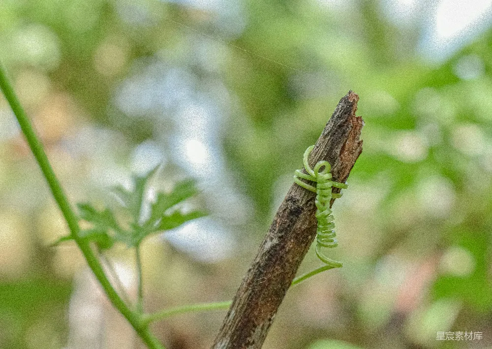 高清摄影 自然 植物 细节 生态 户外 藤蔓缠绕的枯枝