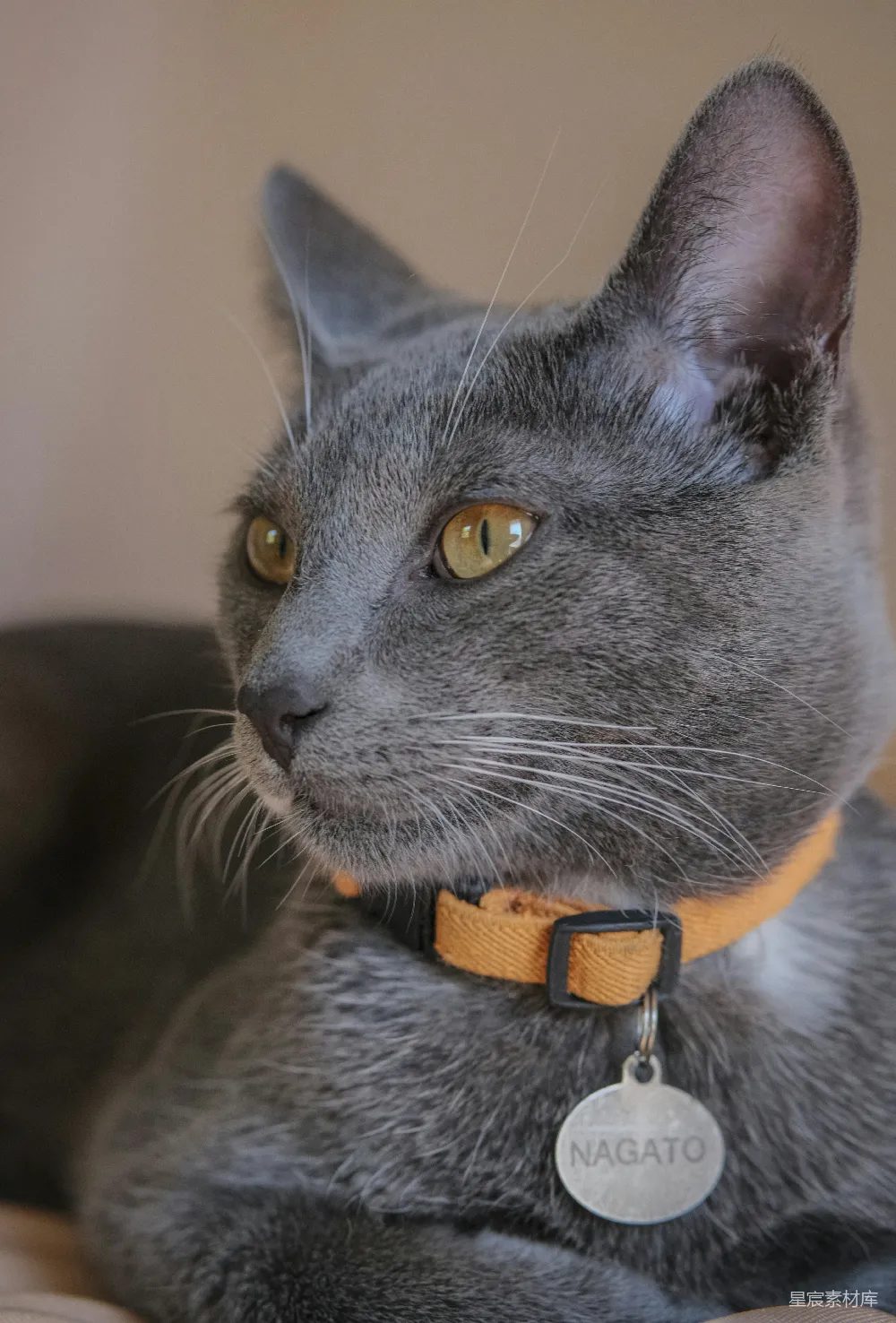 高清摄影 猫咪 特写 灰色 宠物 可爱 灰色猫咪的特写