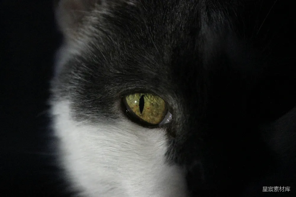 高清摄影 猫眼 特写 夜间 动物 自然 猫眼特写