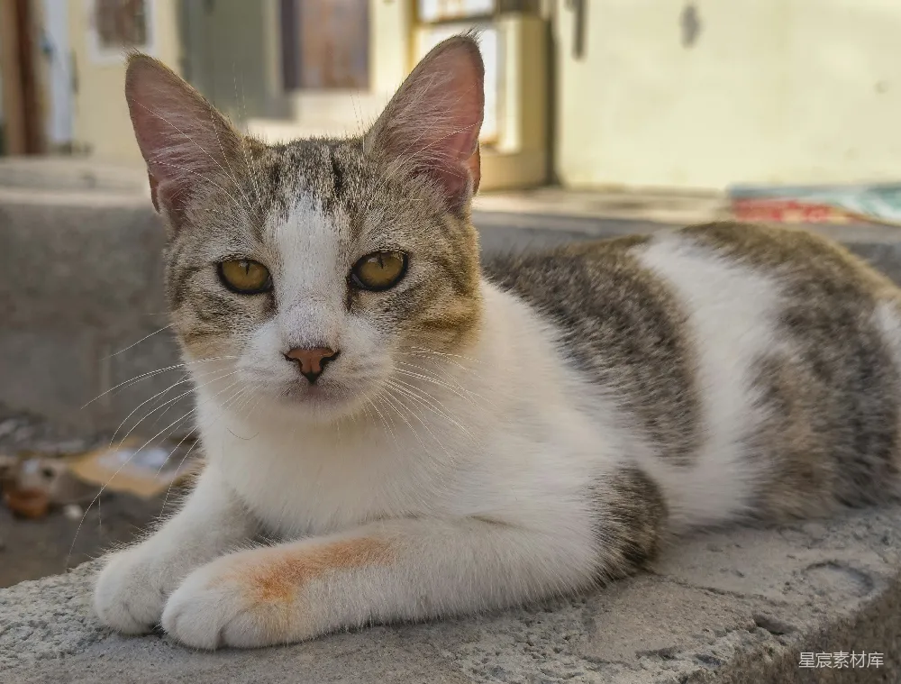 高清摄影 猫咪 阳光 户外 宠物 萌宠 阳光下的小猫咪