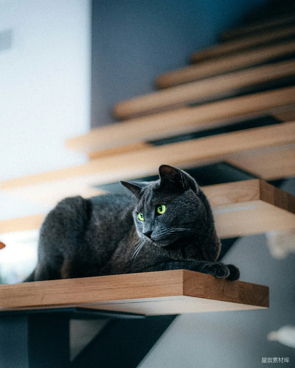高清摄影 猫咪 楼梯 室内 宠物 可爱 楼梯上的猫咪