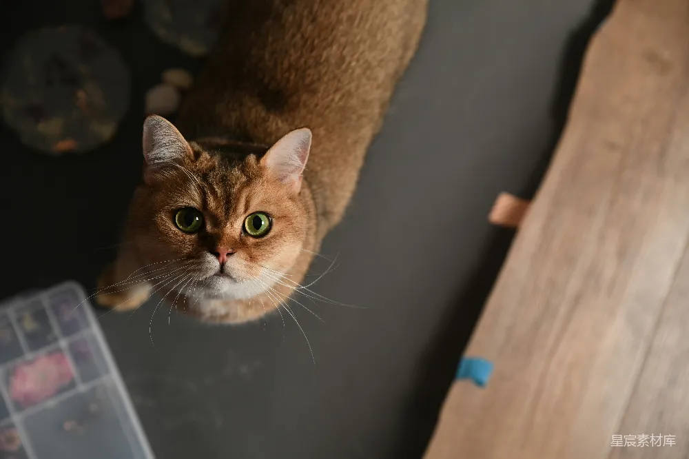 高清摄影 猫咪 萌宠 特写 室内 宠物 猫咪的凝视