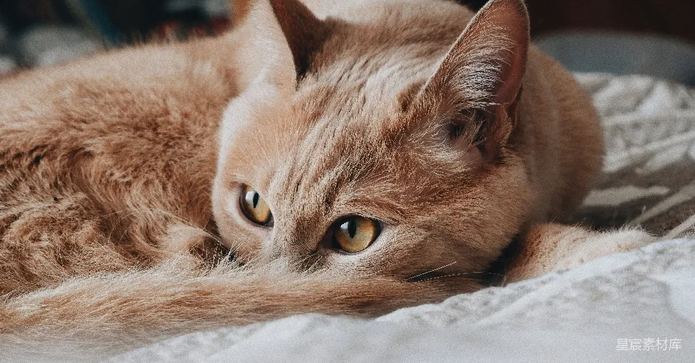 高清摄影 猫 宠物 宁静 家居 温馨 慵懒的橘猫