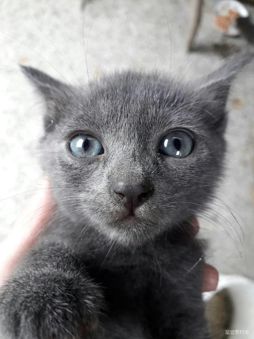 高清摄影 猫咪 可爱 宠物 萌宠 动物 萌猫特写：蓝眼小灰猫