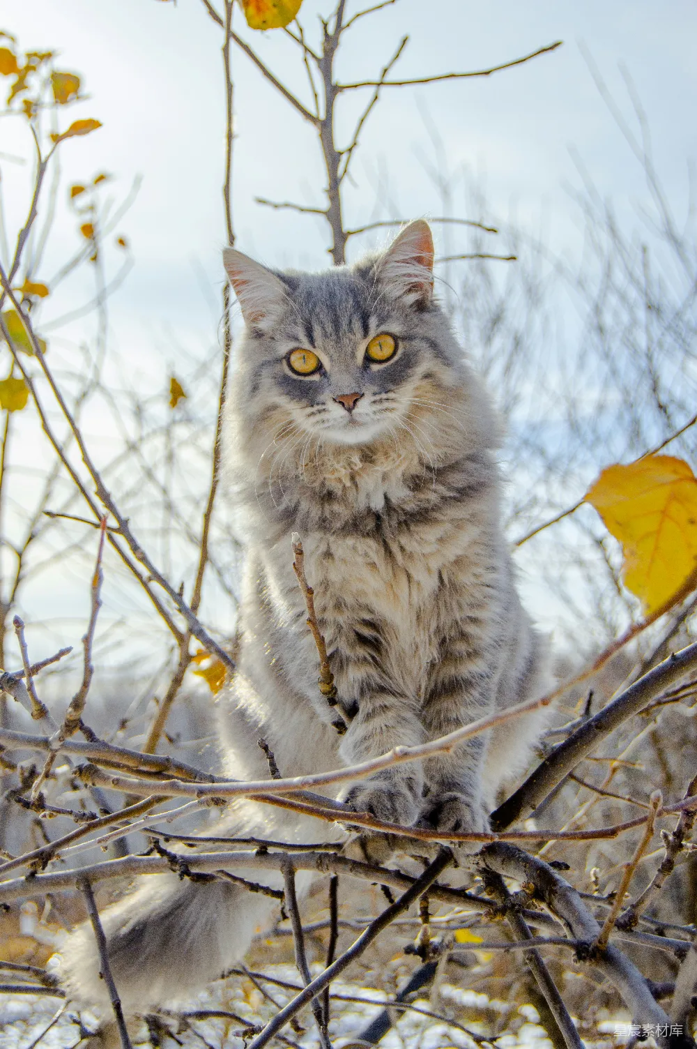 高清摄影 猫咪 秋天 自然 户外 动物 秋天树上的猫