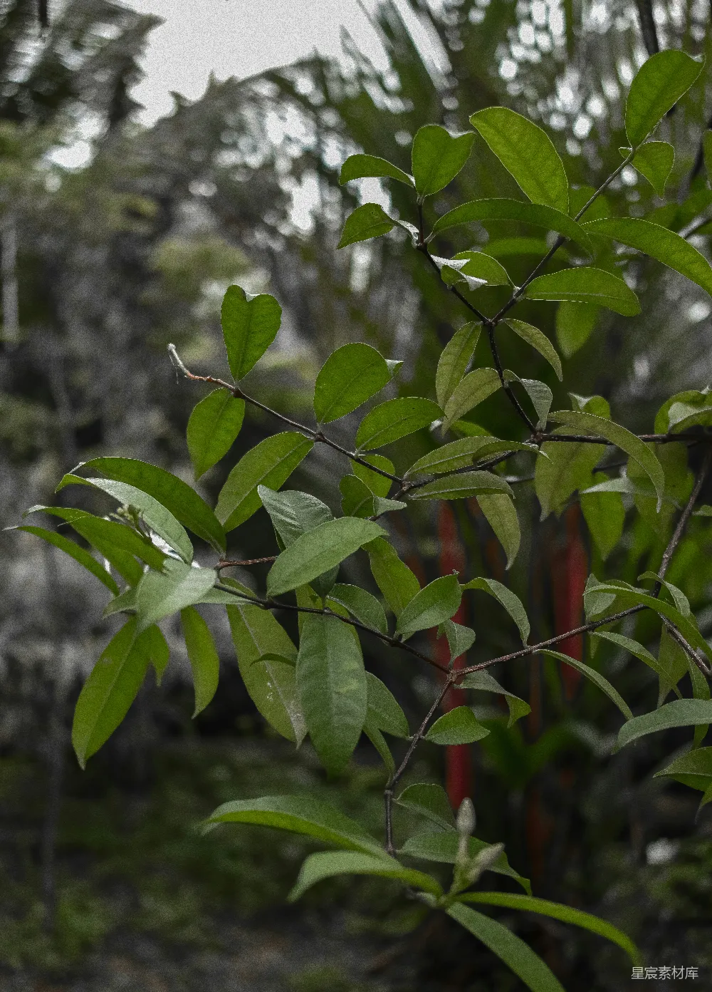高清摄影 植物 自然 雨后 绿叶 宁静 雨后绿叶的静谧时光