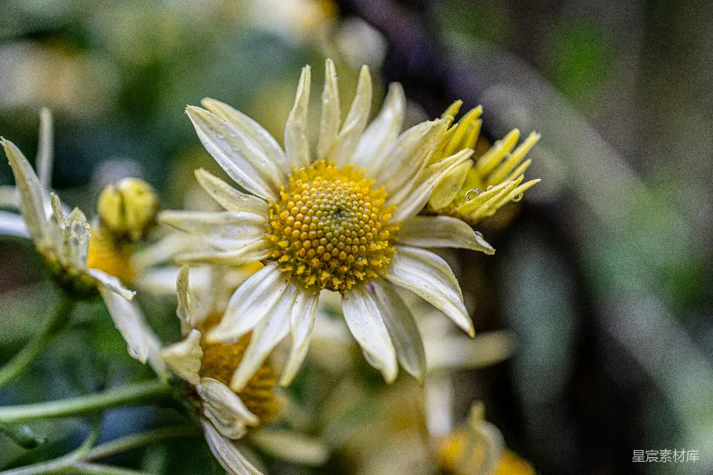 高清摄影 雏菊 雨后 自然 花卉 摄影 雨后绽放的雏菊