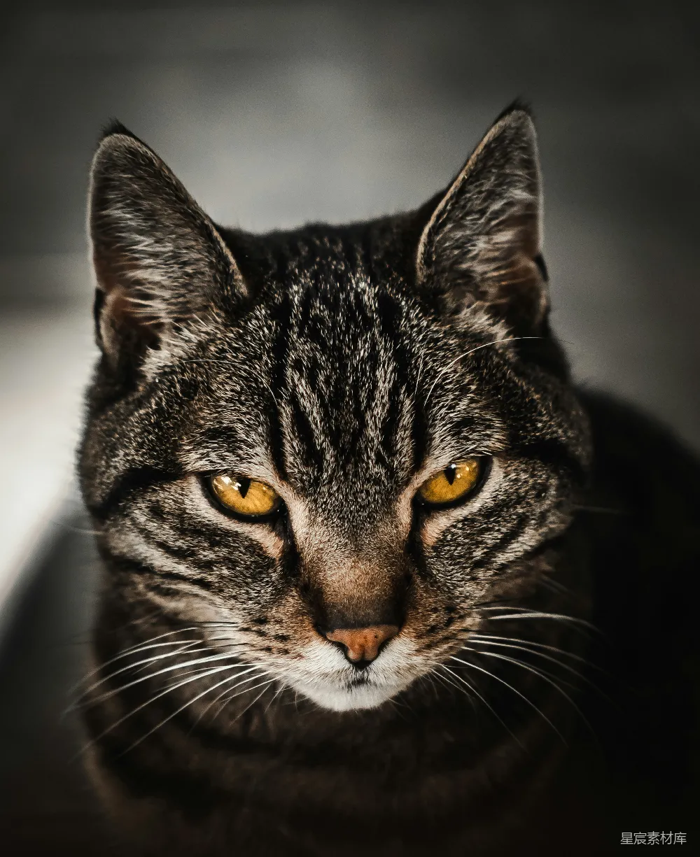 高清摄影 猫 肖像 眼神 宁静 动物 沉思的猫眼