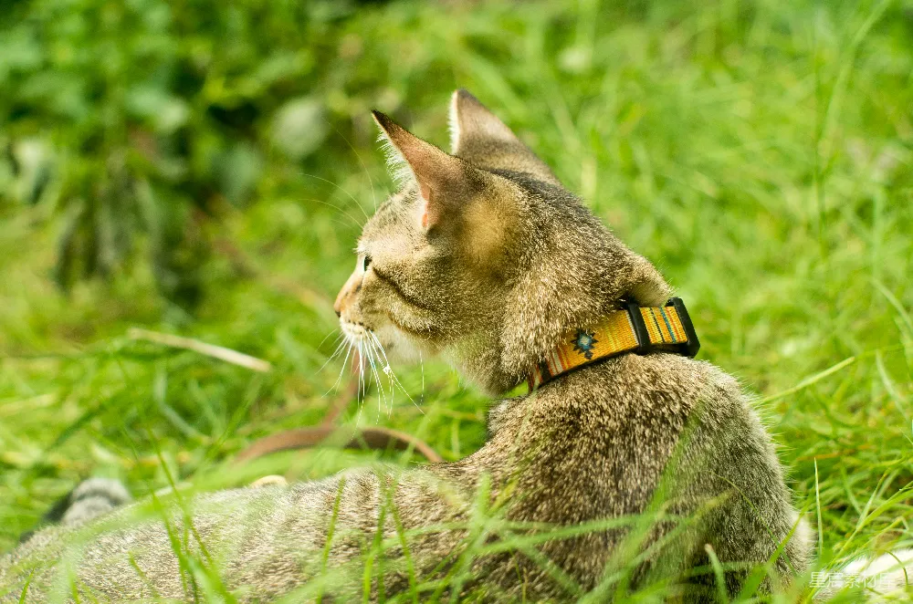 高清摄影 猫咪 户外 自然 宠物 休闲 草地上的小猫
