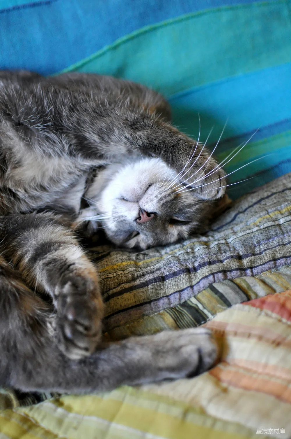 高清摄影 猫咪 慵懒 舒适 家居 宠物 慵懒猫咪的午后时光