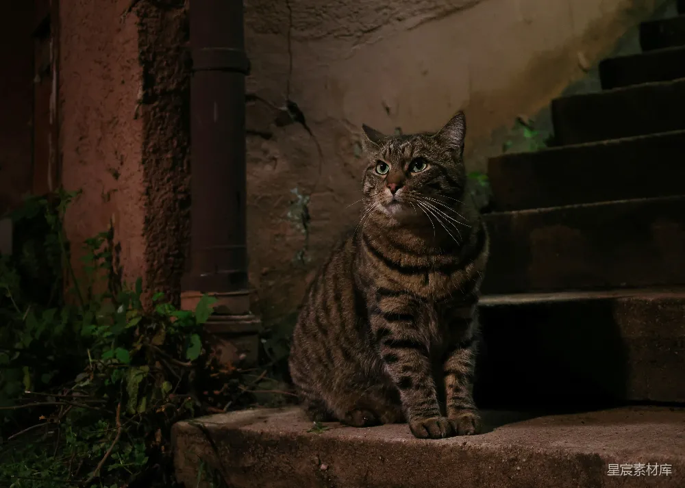 高清摄影 猫咪 夜晚 孤独 静谧 台阶 夜晚的守望者
