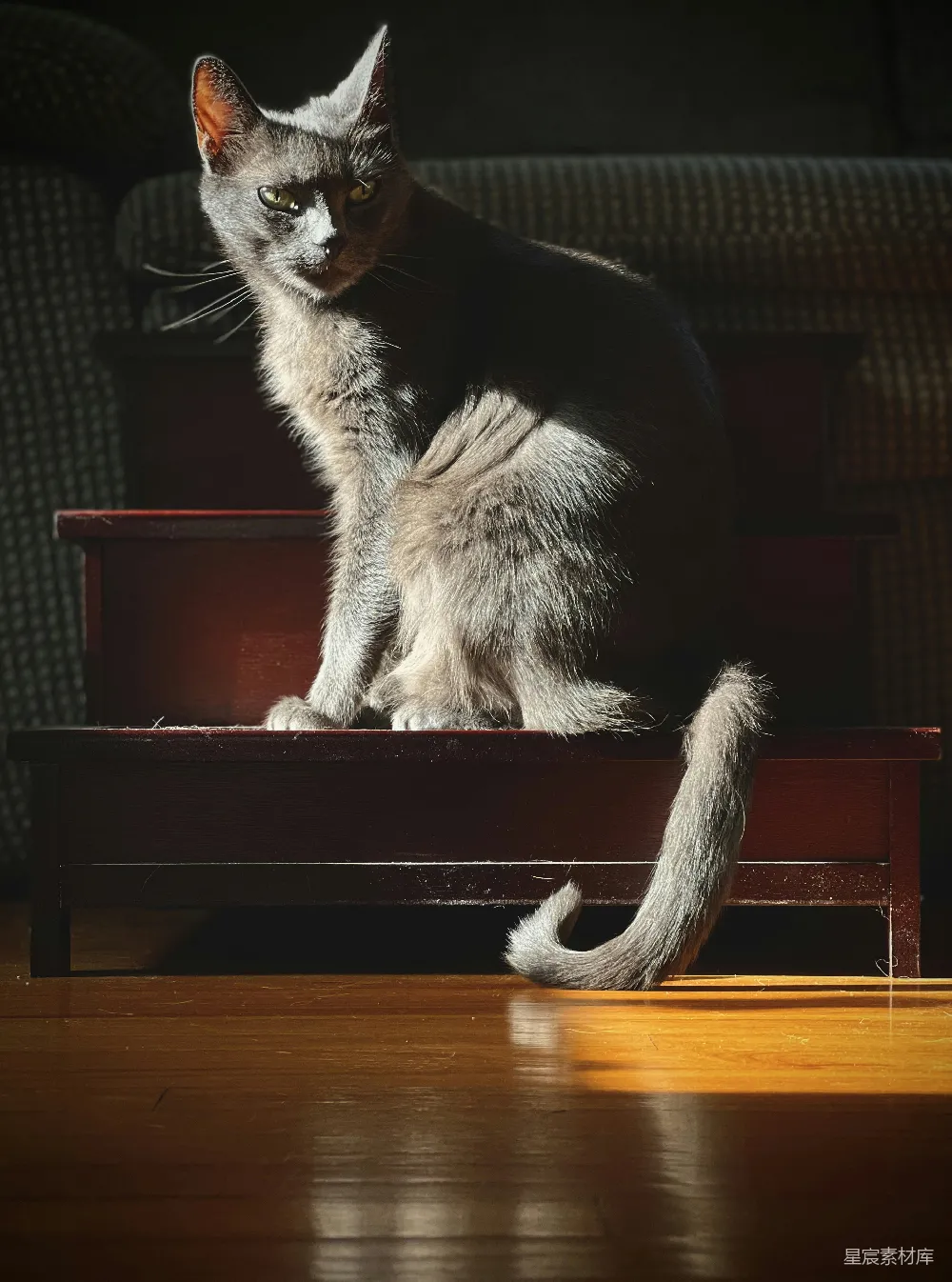 高清摄影 猫咪 阳光 室内 宠物 自然 阳光下的猫咪