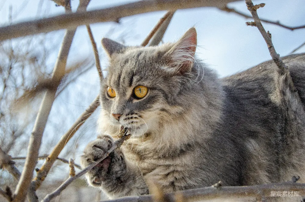 高清摄影 猫 动物 自然 户外 趣味 树上的猫：好奇与警觉的完美结合
