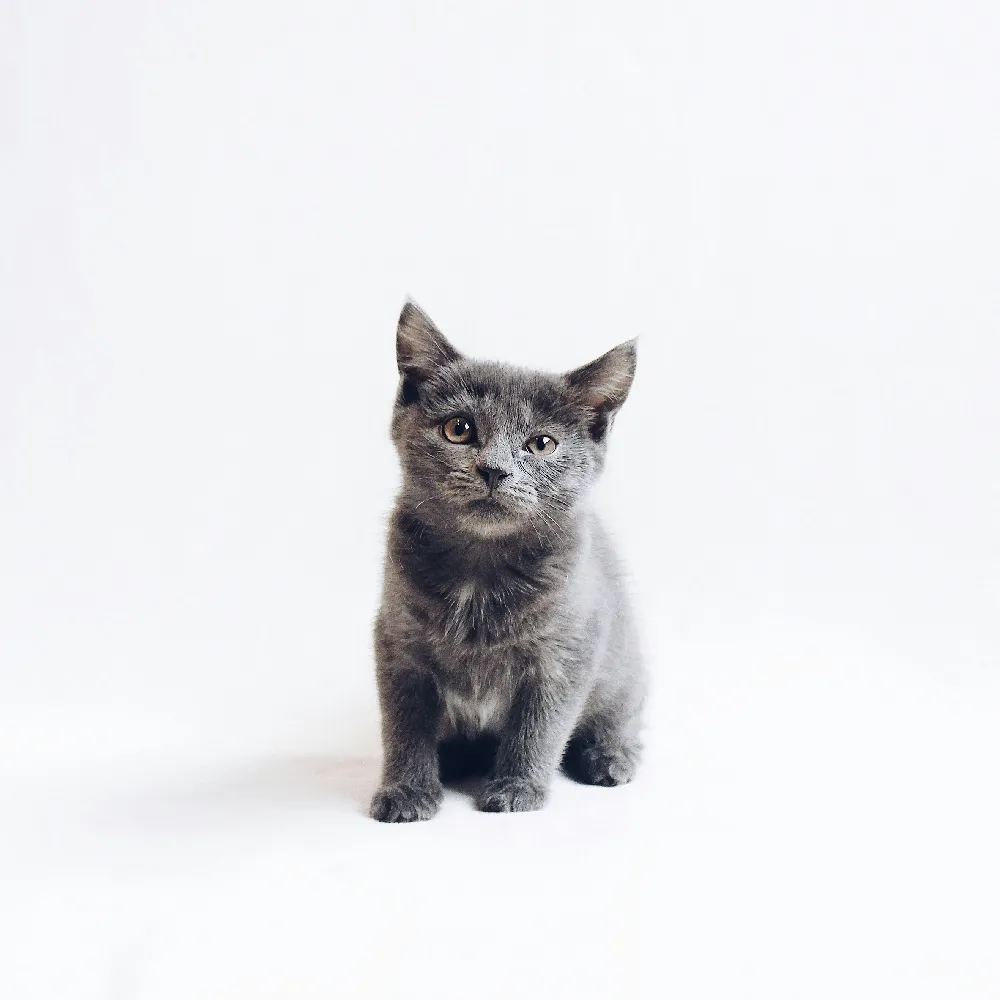 高清摄影 猫咪 可爱 宠物 动物 萌 灰猫
