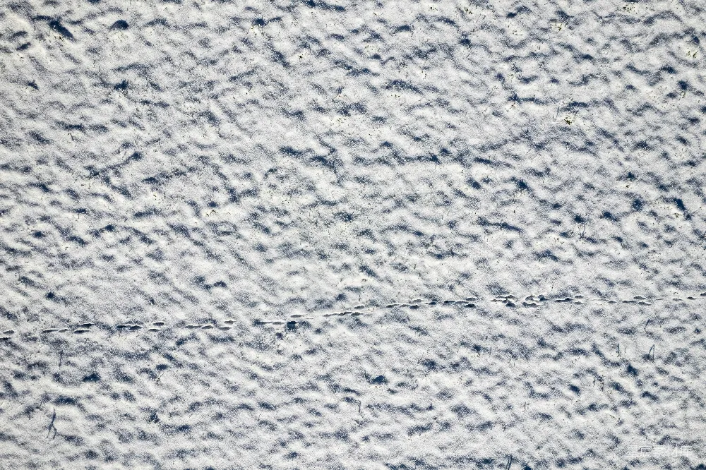 高清摄影 雪地 动物踪迹 自然 户外 冬季 雪地中的动物足迹