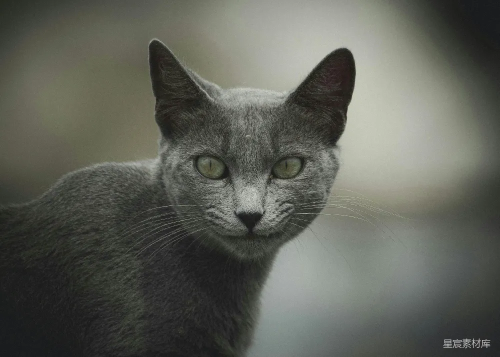 高清摄影 猫咪 写实风格 动物肖像 自然背景 野生动物 神秘的灰猫